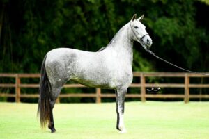 Egua-alcanca-R-11-milhoes-e-e-o-exemplar-da-raca-Mangalarga-Marchador-mais-caro-do-pais