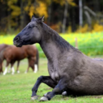 Cólica Equina: entenda o que é, sintomas e como tratar